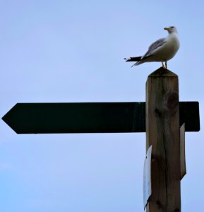 Bird Sky Beak Fauna