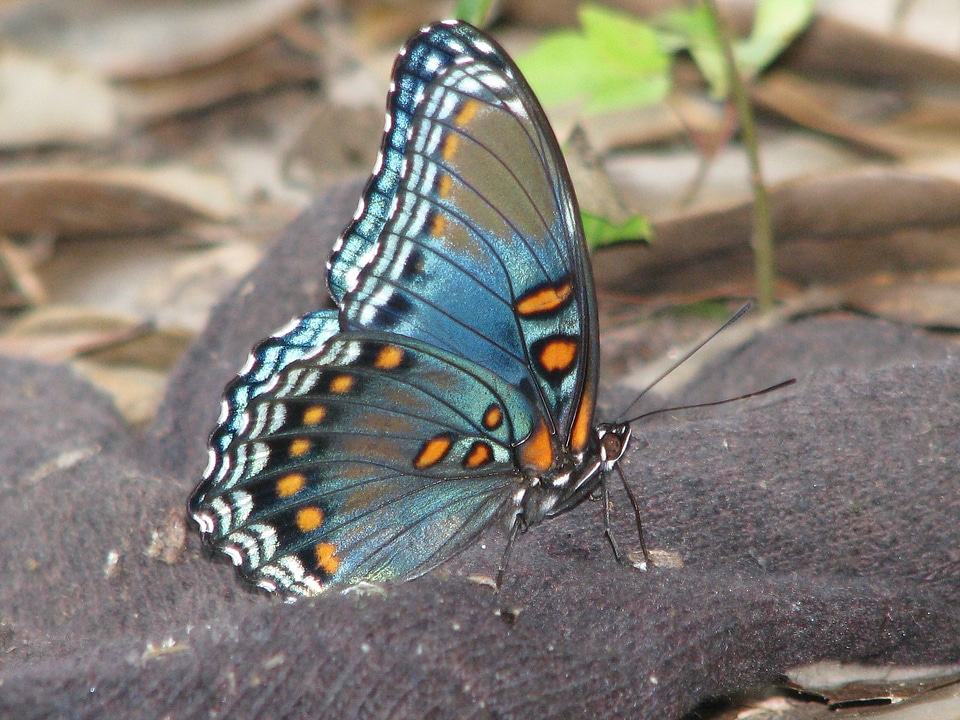 Spring fly pattern