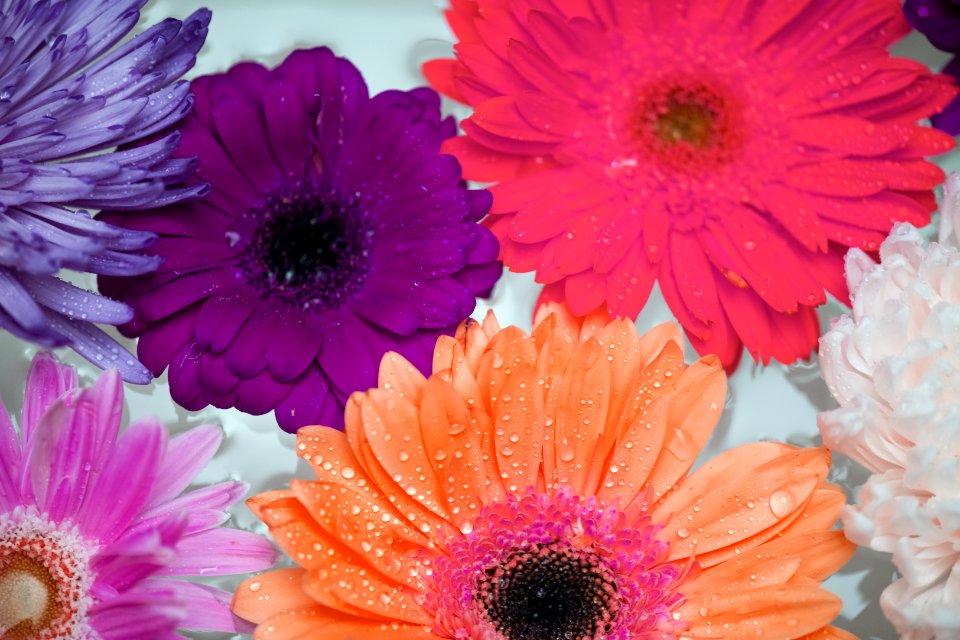 African Daisy Attractive