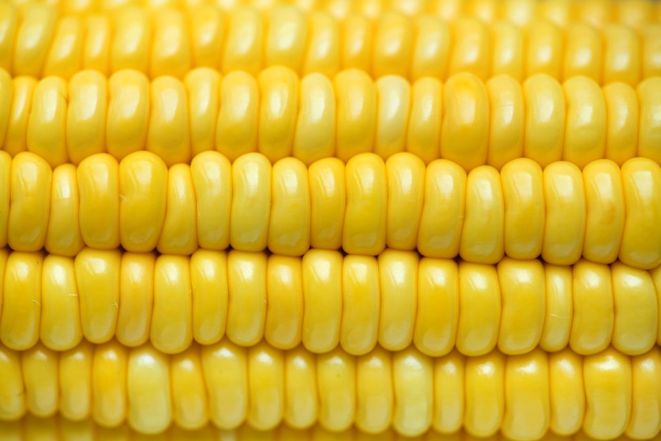 Agriculture Background Cc0