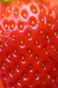 Background Berry Cc0