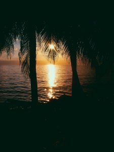 Photo Of Two Coconut Trees On Beach At Sunset photo