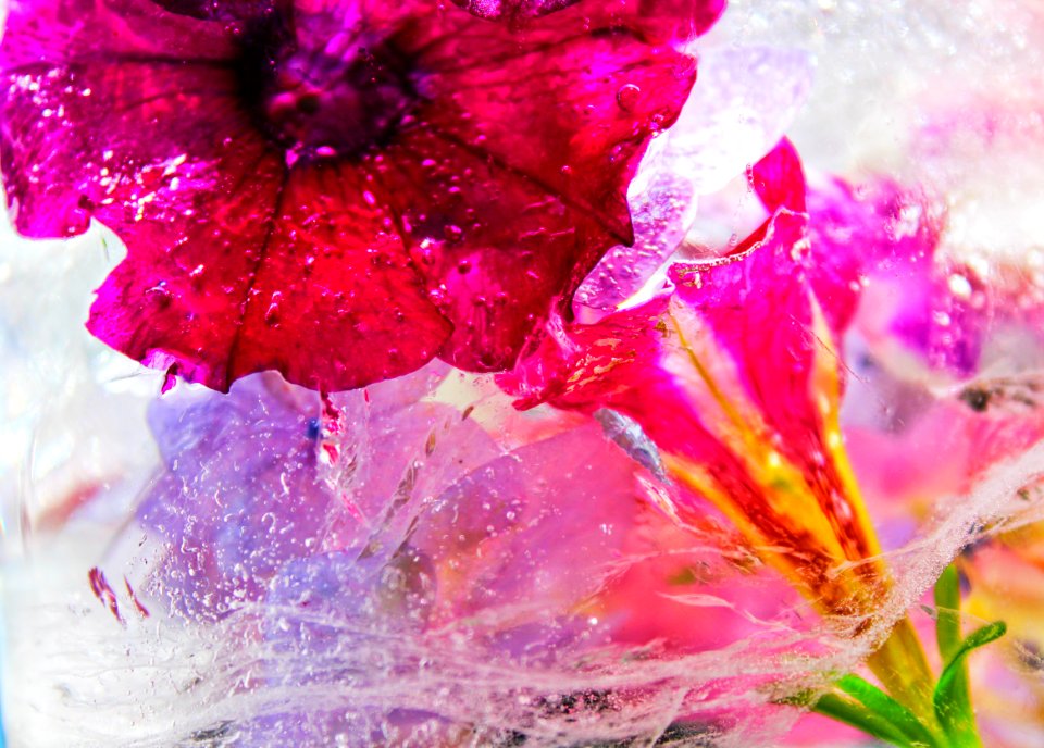 Closeup Photography Of Pink Petunia Flower