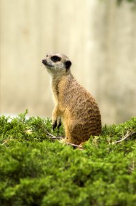 Close-Up Photography Of Meerkat