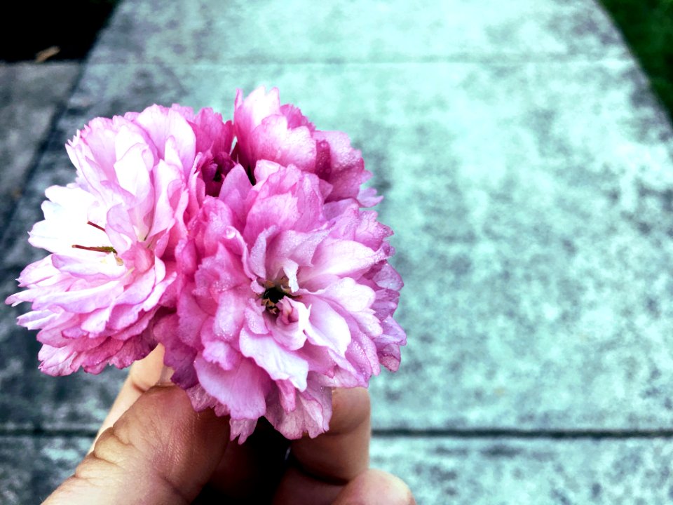 Pink Petal Flower