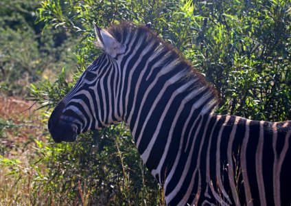 Close-Up Photography Of Zebra photo