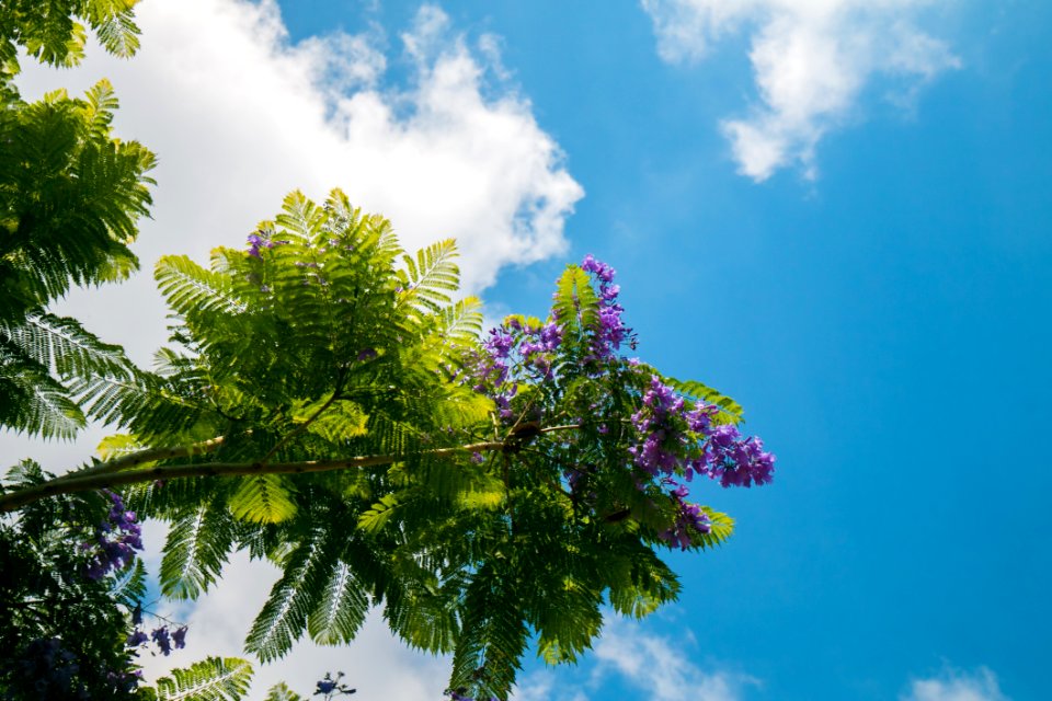 Purple Flowering Plant Low-angle Photography At Daytime