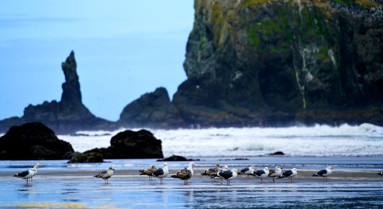 Photography Of Seagulls On Seashore photo