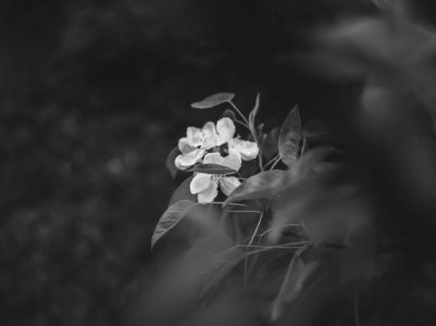 Grayscale Photography Of Flowers photo