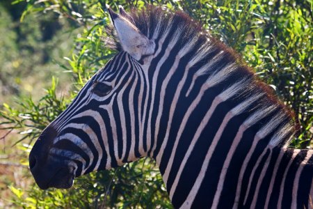 Close-Up Photography Of Zebra