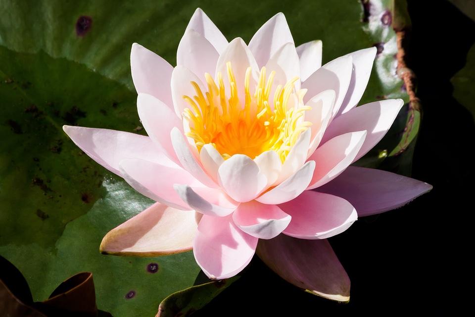 Aquatic plants petals white