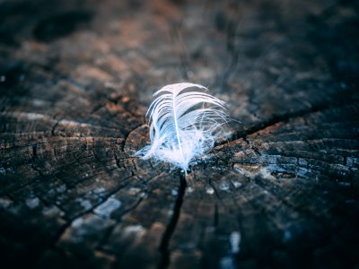 Close-Up Photography Of Feather On Tree Stump photo