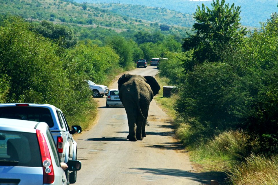Photography Of Elephant On Road