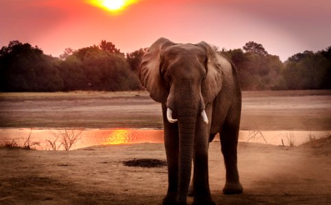 Wildlife Photography Of Elephant During Golden Hour photo