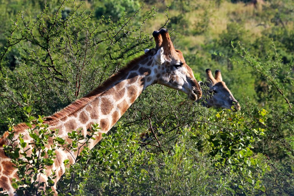 Close-Up Photography Of Giraffe Near Trees
