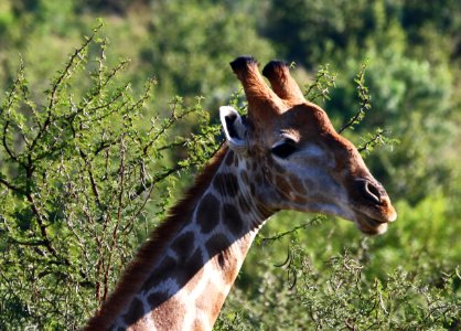 Close-Up Photography Of Giraffe Head photo