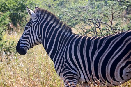 Close-Up Photography Of Zebra photo
