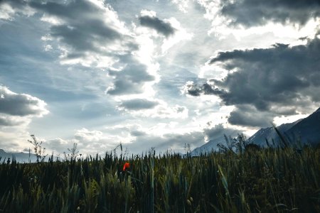 Landscape Photography Of Pampas Grass