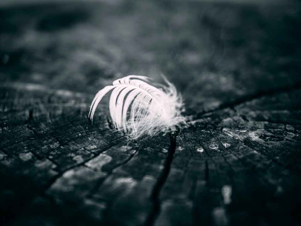 Grayscale Photography Of Feather