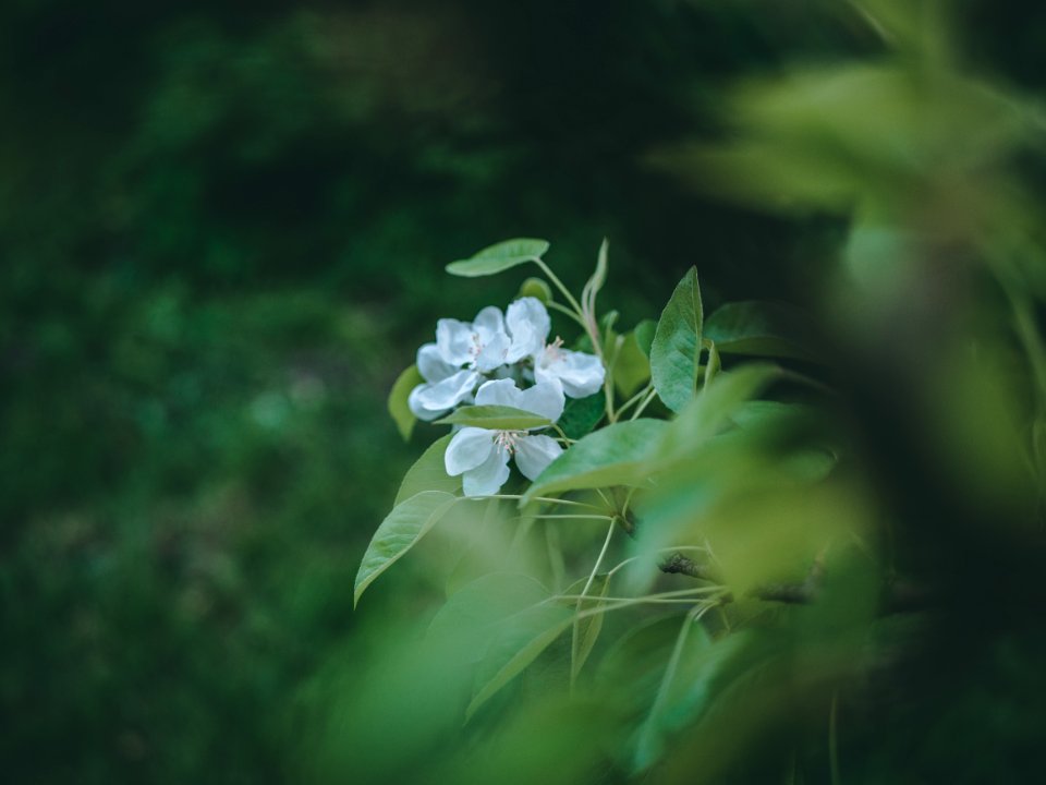 Close-Up Photography Of White Flowers photo