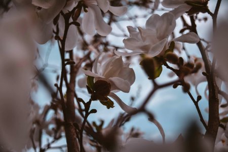 Closeup Photography Of White Magnolia Flowers photo