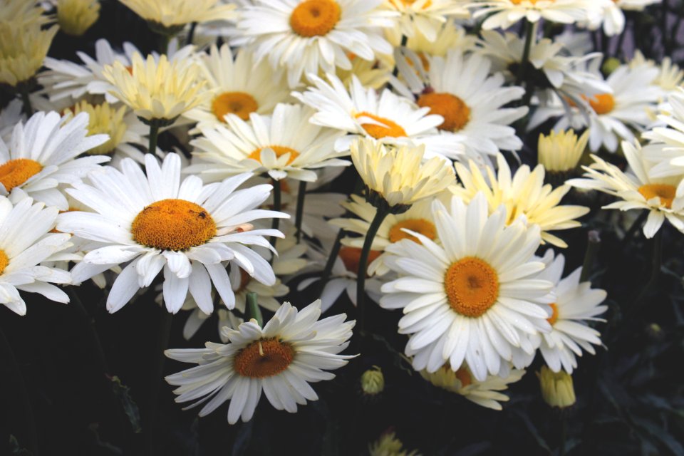 Yellow Daisies Closeup Photography At Daytime