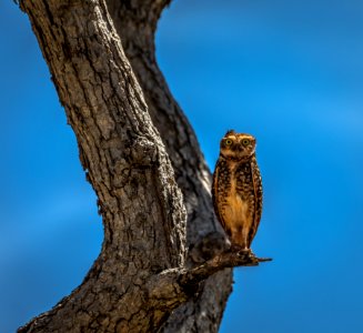 Owl Stand On Branch Of Tree photo