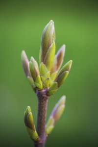 Macro Photography Of Plant photo