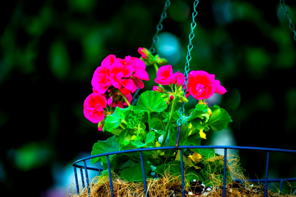 Shallow Focus Of Pink Bloom Flowers