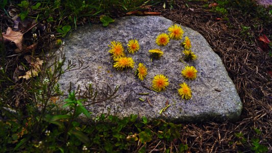 Yellow Petaled Flowers On Top Of Gray Rock