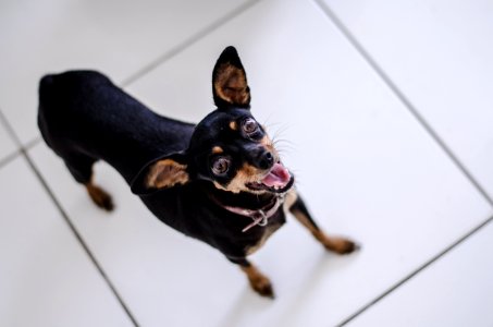 Closeup Photo Of Short-coated Black And Tan Puppy photo