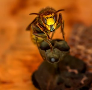 Antenna Bee Blur