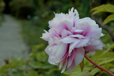 Selective Focus Photography Of White And Pink Peony Flower photo