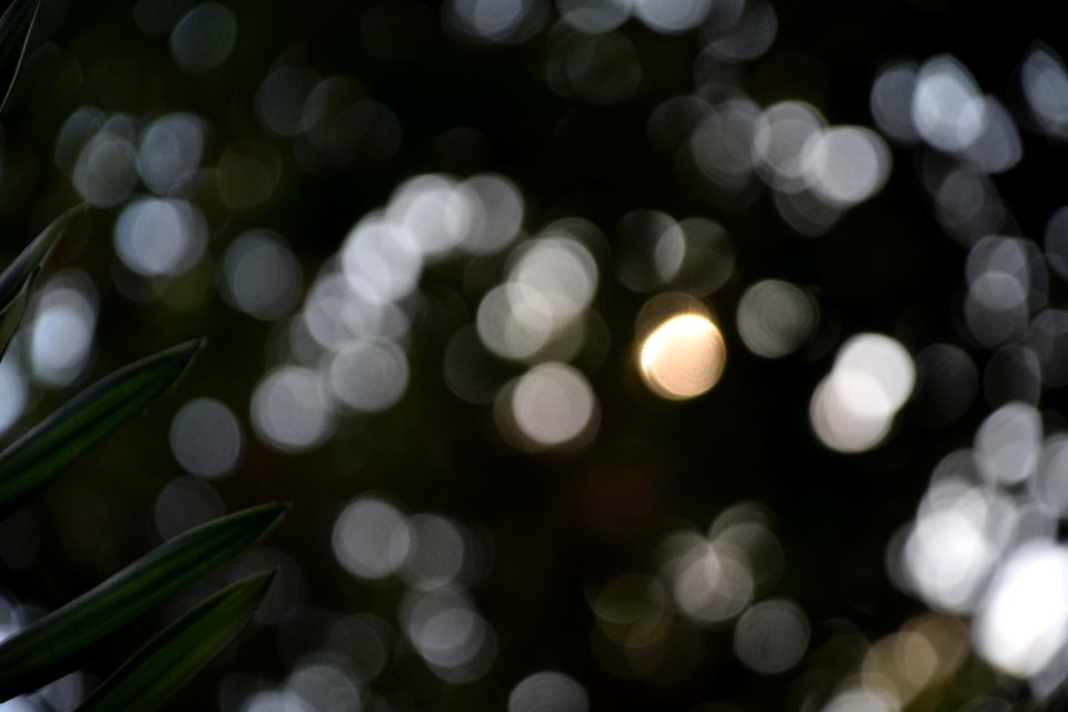 Close Up Photography Of Green Leaf