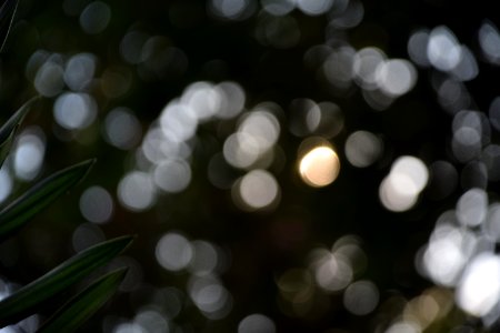 Close Up Photography Of Green Leaf