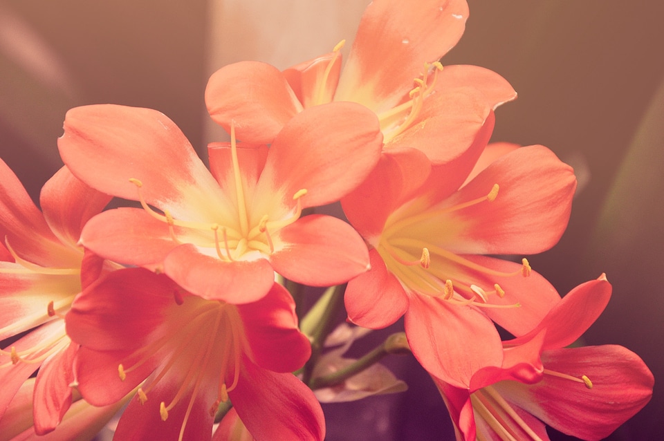 Grunge blossom nature