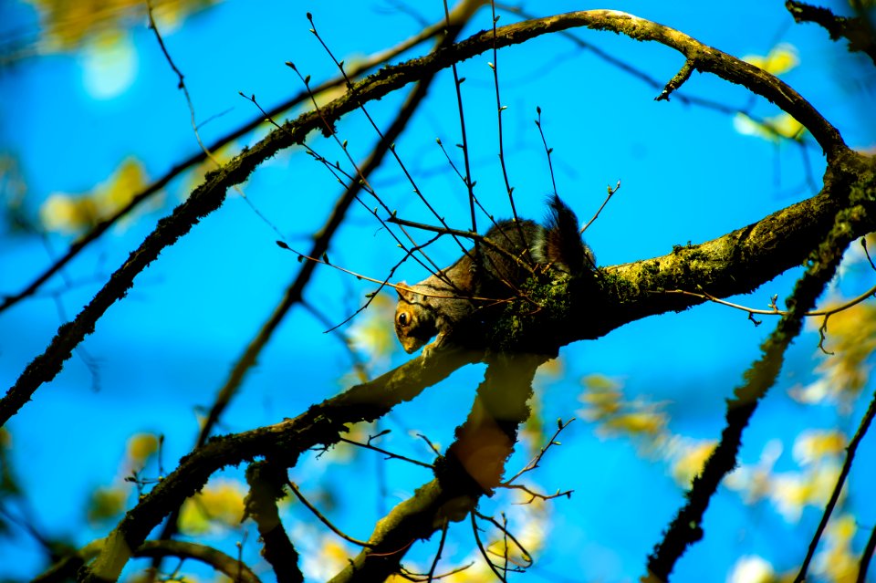 Brown And Gray Squirrel On Brown Tree Branch