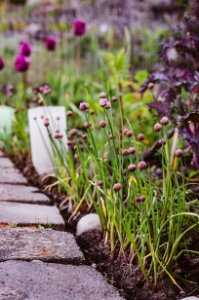 Selective Focus Photography Of Purple Flowers photo