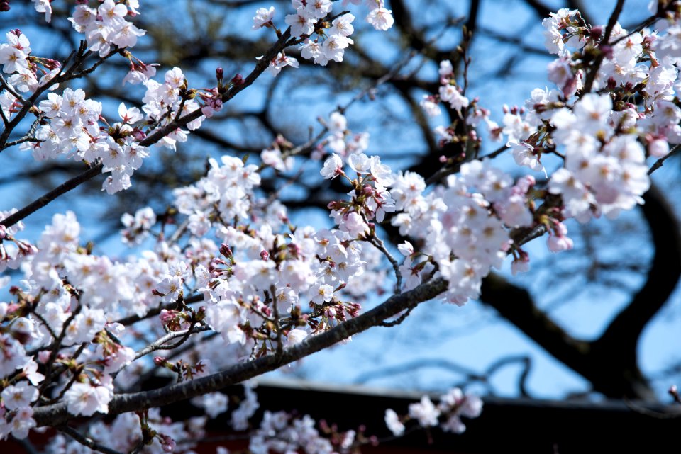 Selective Focus Photography Of White Flowering Tree