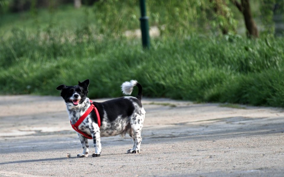 Photography Of A Dog On Road