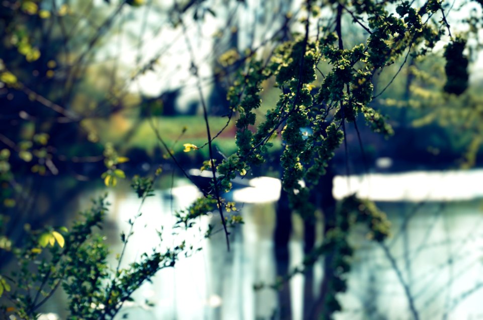 Green Leafed Tree