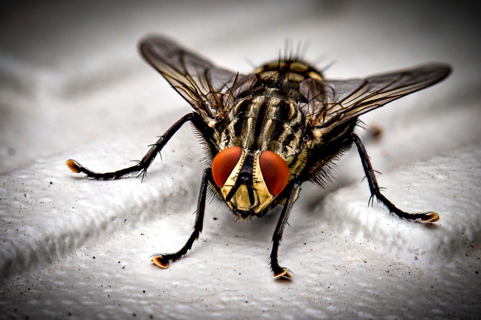 Closeup Photo Of Black And Gray Housefly On White Surface