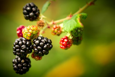 Shallow Focus Photography Of Berries photo