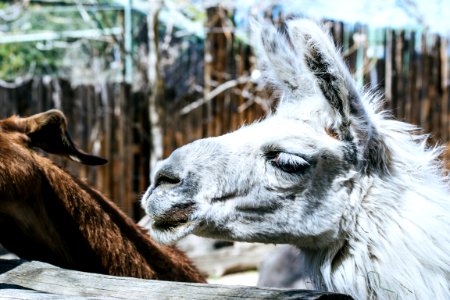White Llama