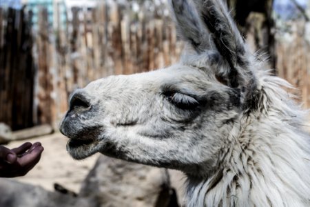 Persons Hand Near Alpacas Mouth