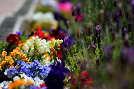 Assorted-color Flowers photo