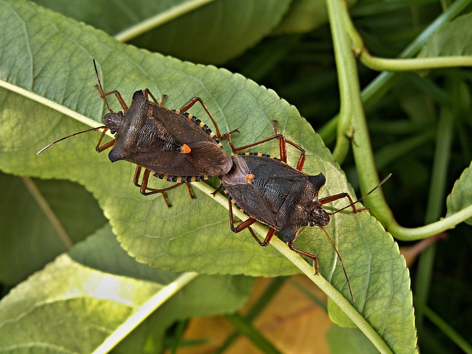 Peaches insect mating