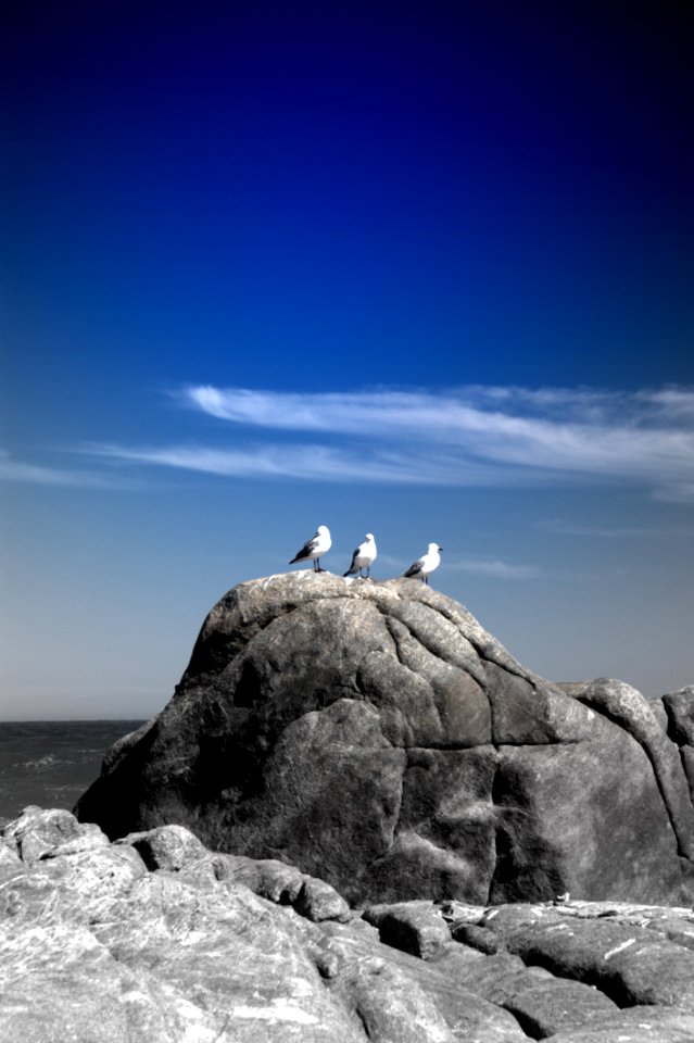 Three White Birds On Rock
