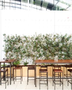 Green Plant Beside Dining Table And Chairs photo