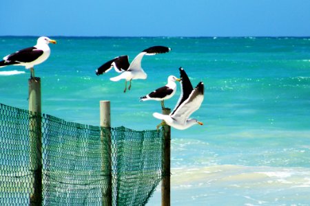 Seagulls Standing On A Wooden Fence Near A Beach